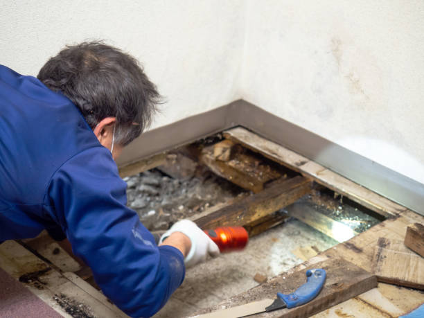 Best DIY Mold Remediation Support Services in Butler, AL