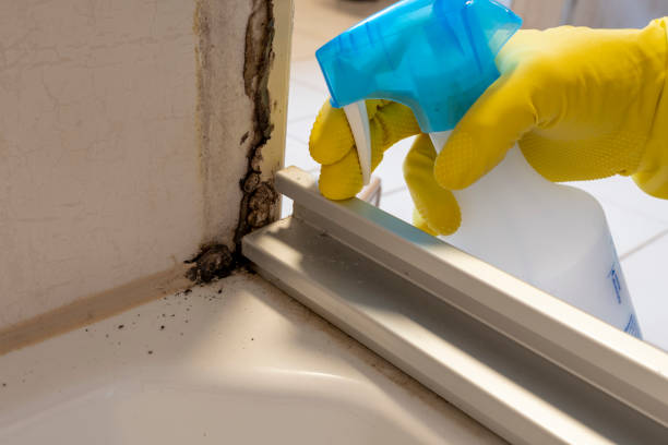 Professional Mold Remediation in Butler, AL